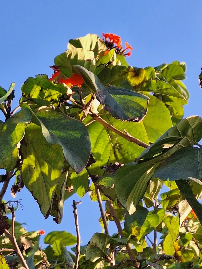 Cordia Sebestena