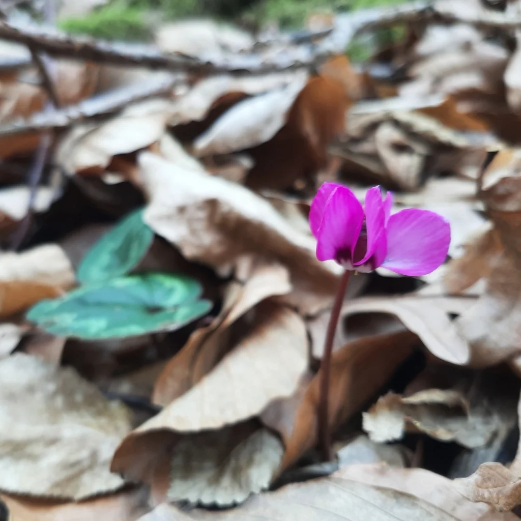 Cyclamen Coum