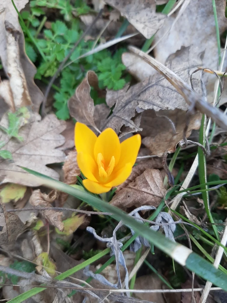Crocus Chrysanthus