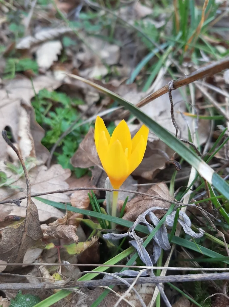 Crocus Chrysanthus