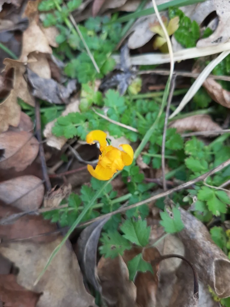 Crocus Chrysanthus