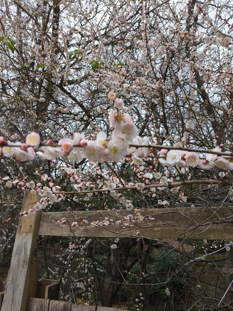 Prunus Mume
