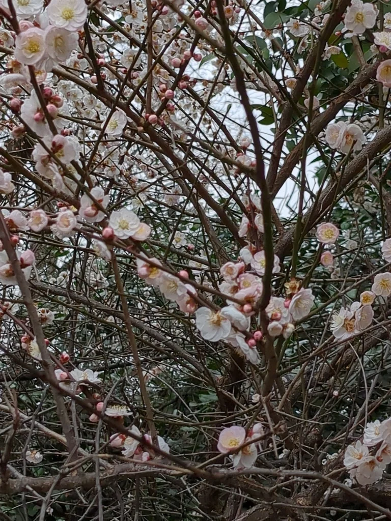 Prunus Mume