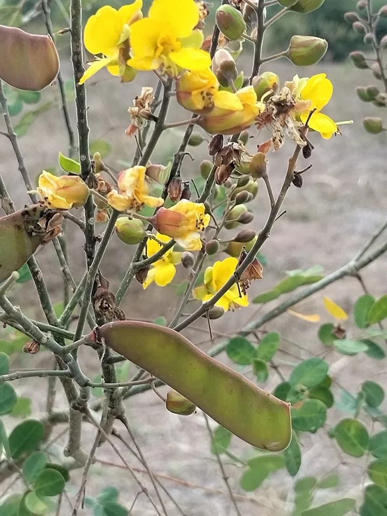 Caesalpinia Mexicana