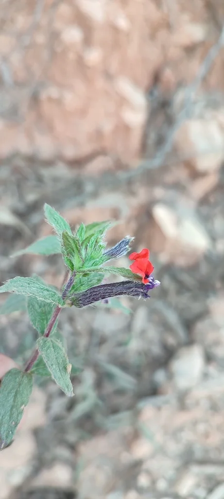 Cuphea Llavea