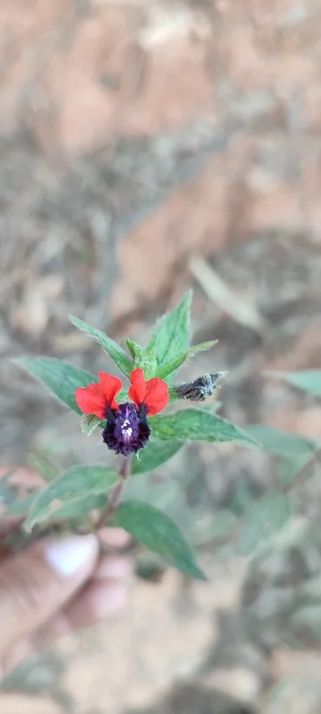 Cuphea Llavea