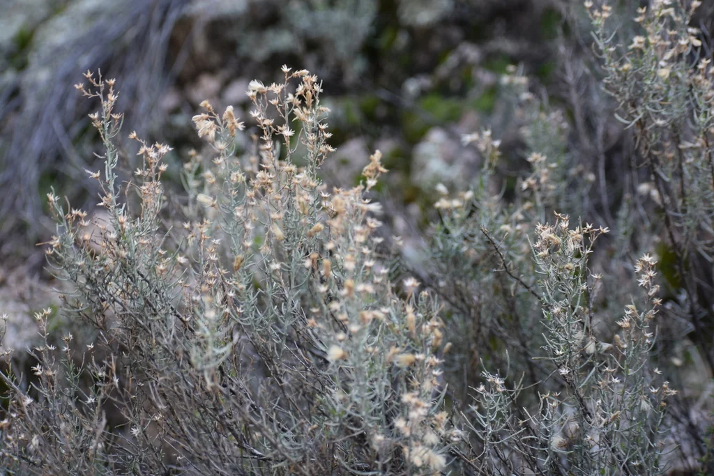 Ericameria Laricifolia