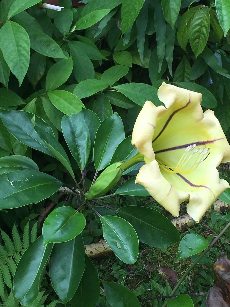 Solandra Maxima