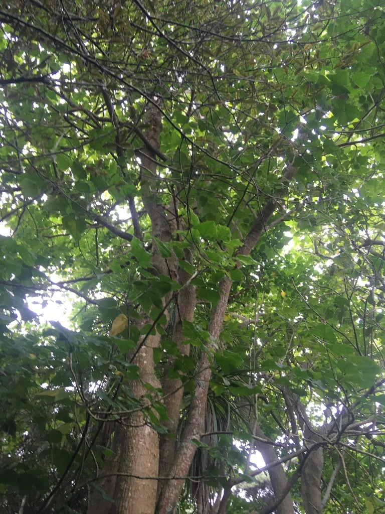 Erythrina X Sykesii