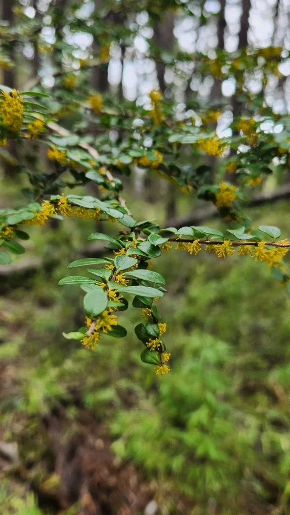 Azara Microphylla