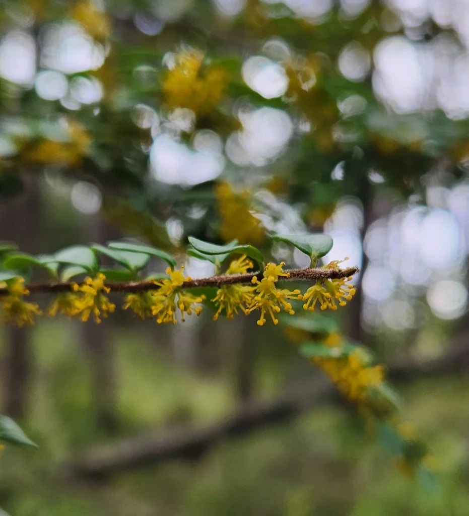 Azara Microphylla