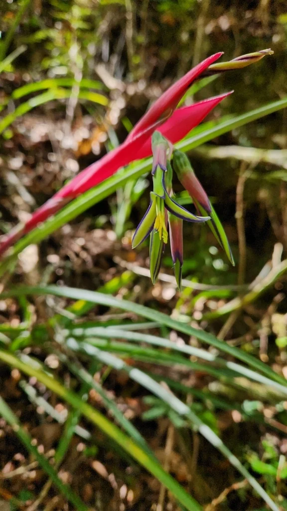 Billbergia Nutans