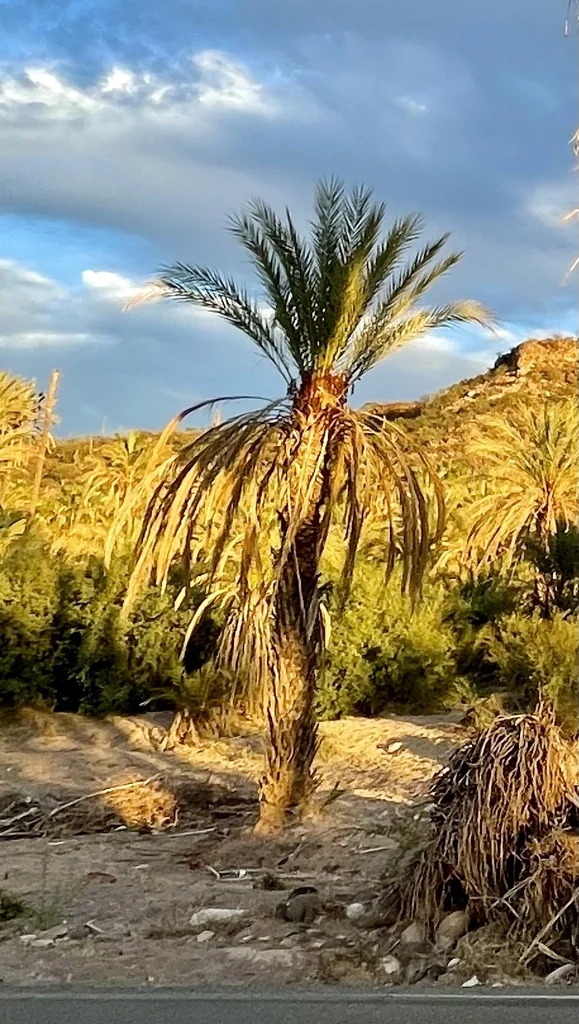 Phoenix Dactylifera