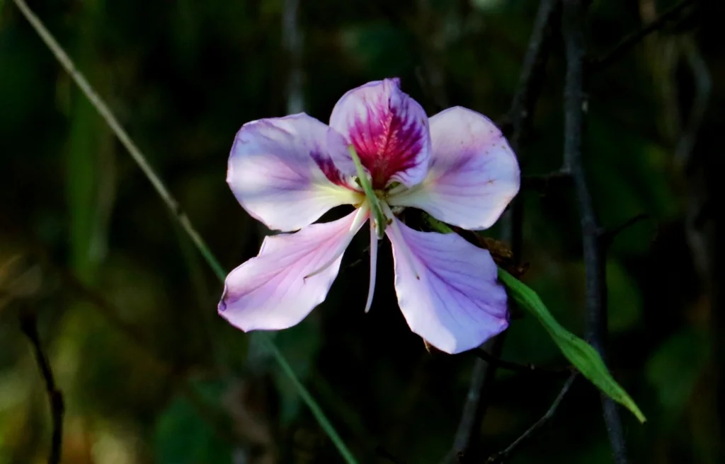 Bauhinia Variegata