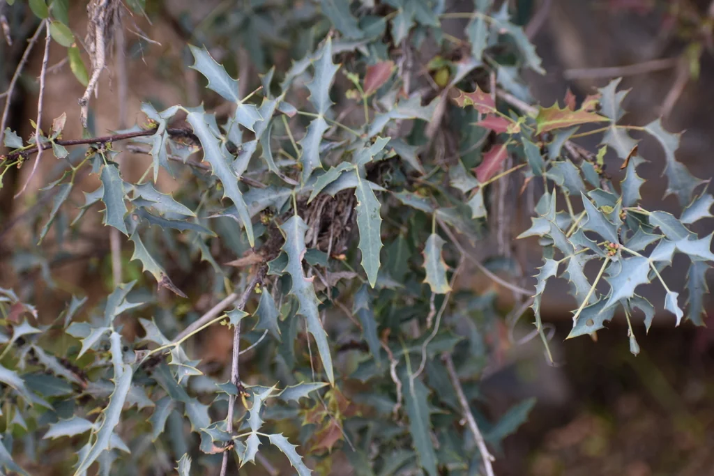 Berberis Haematocarpa