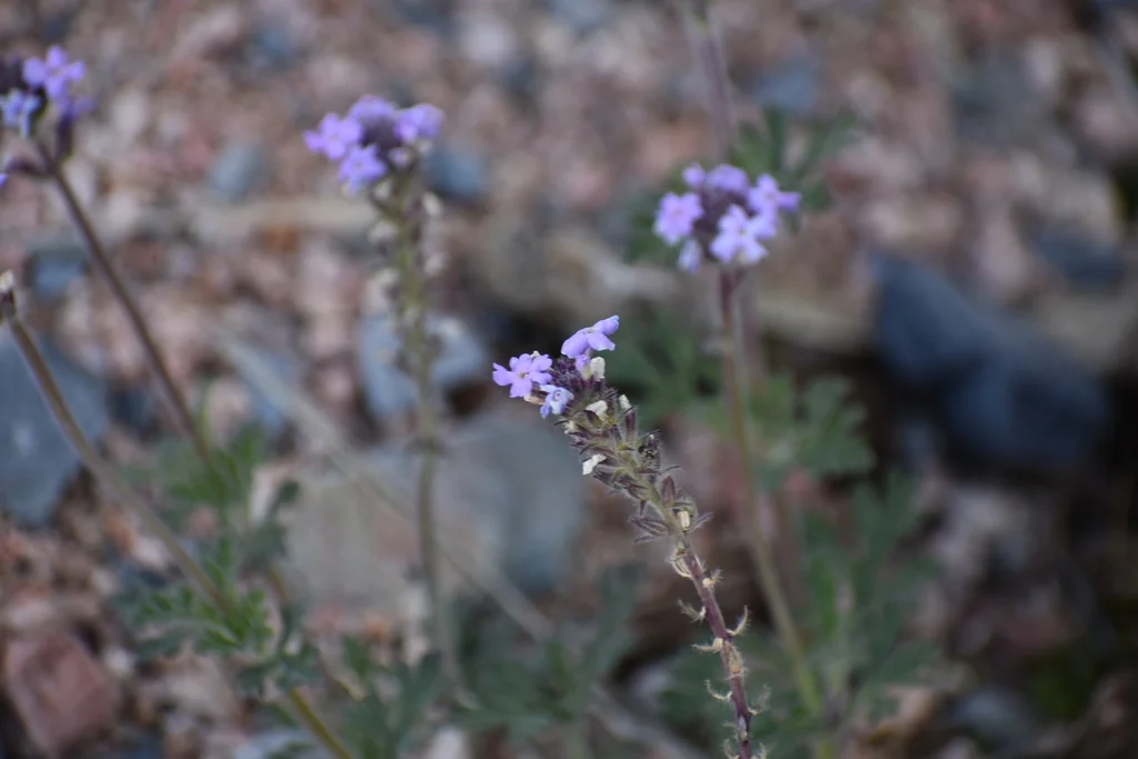 Verbena Gooddingii