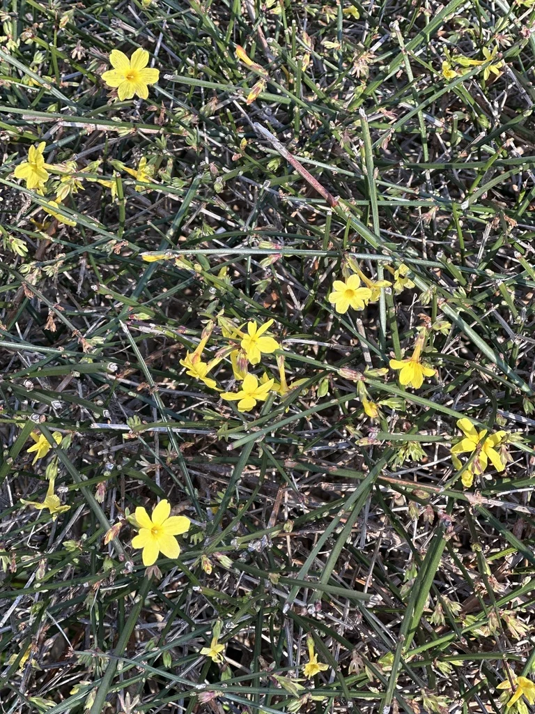 Jasminum Nudiflorum