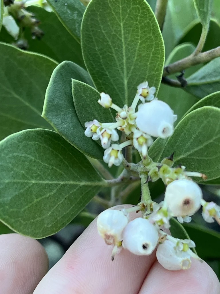 Arctostaphylos Manzanita