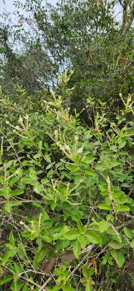 Aloysia Virgata