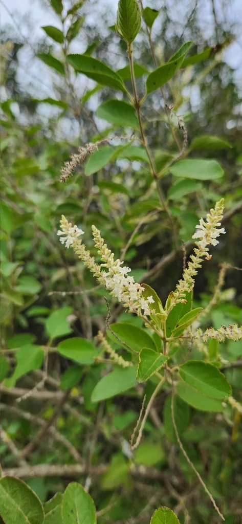 Aloysia Virgata
