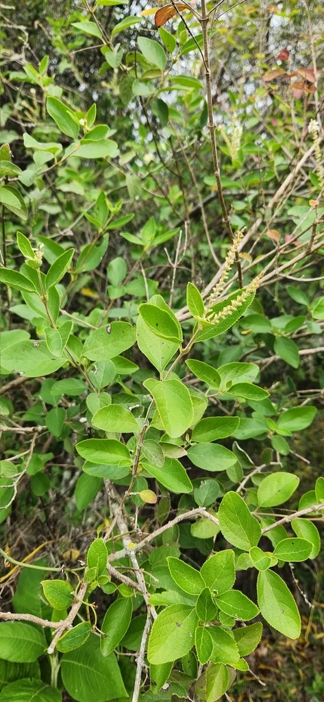 Aloysia Virgata