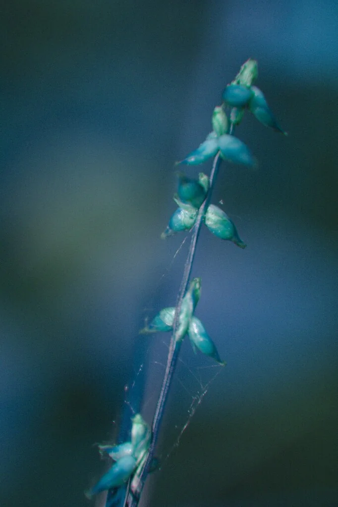 Carex Radiata