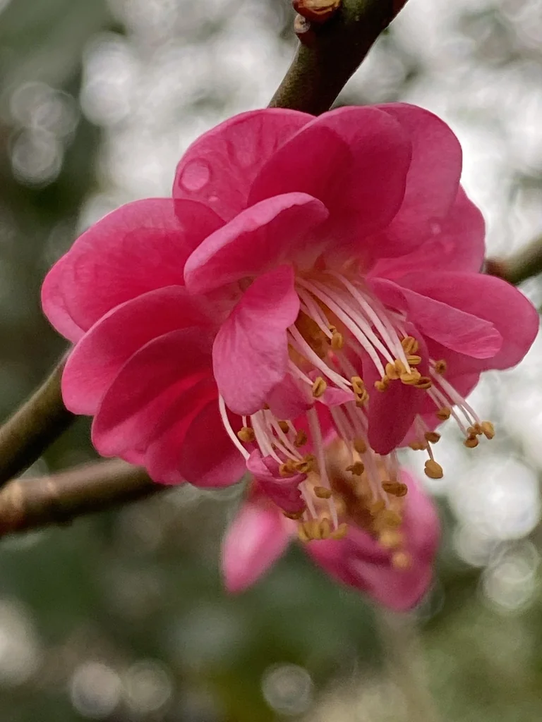 Prunus Mume
