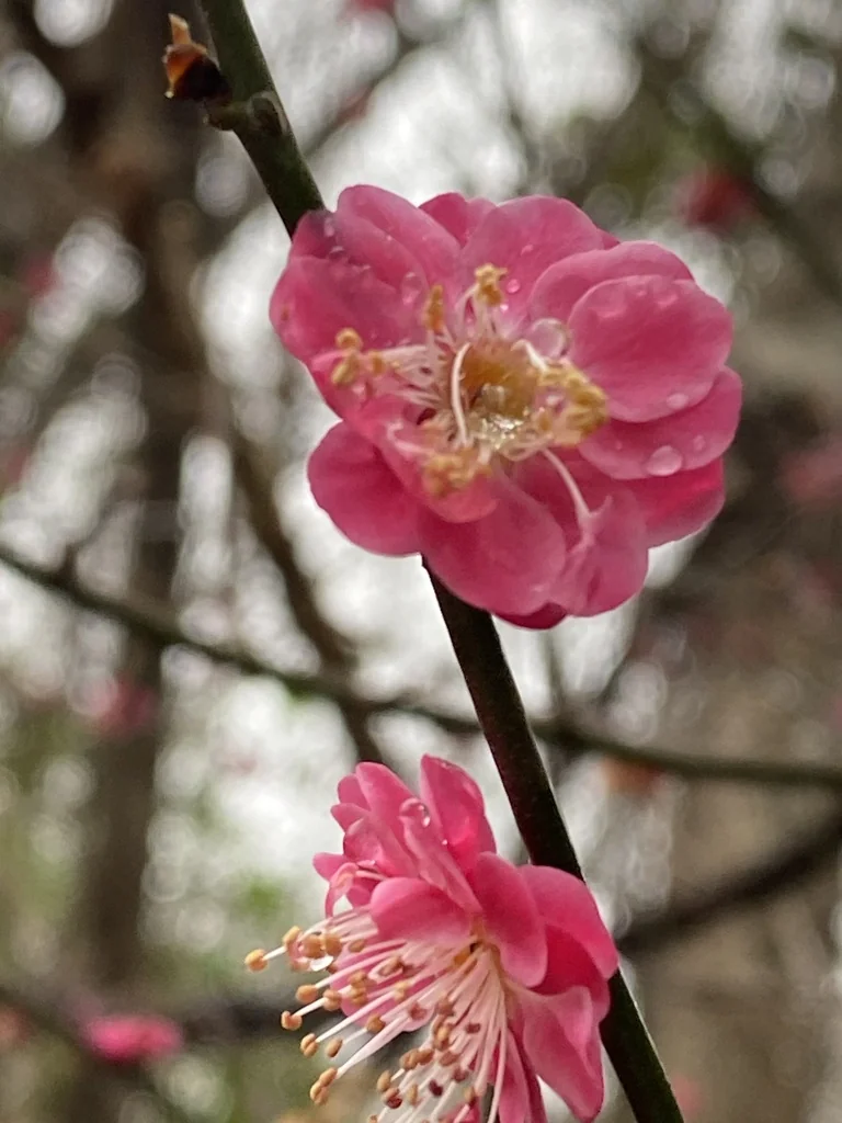 Prunus Mume