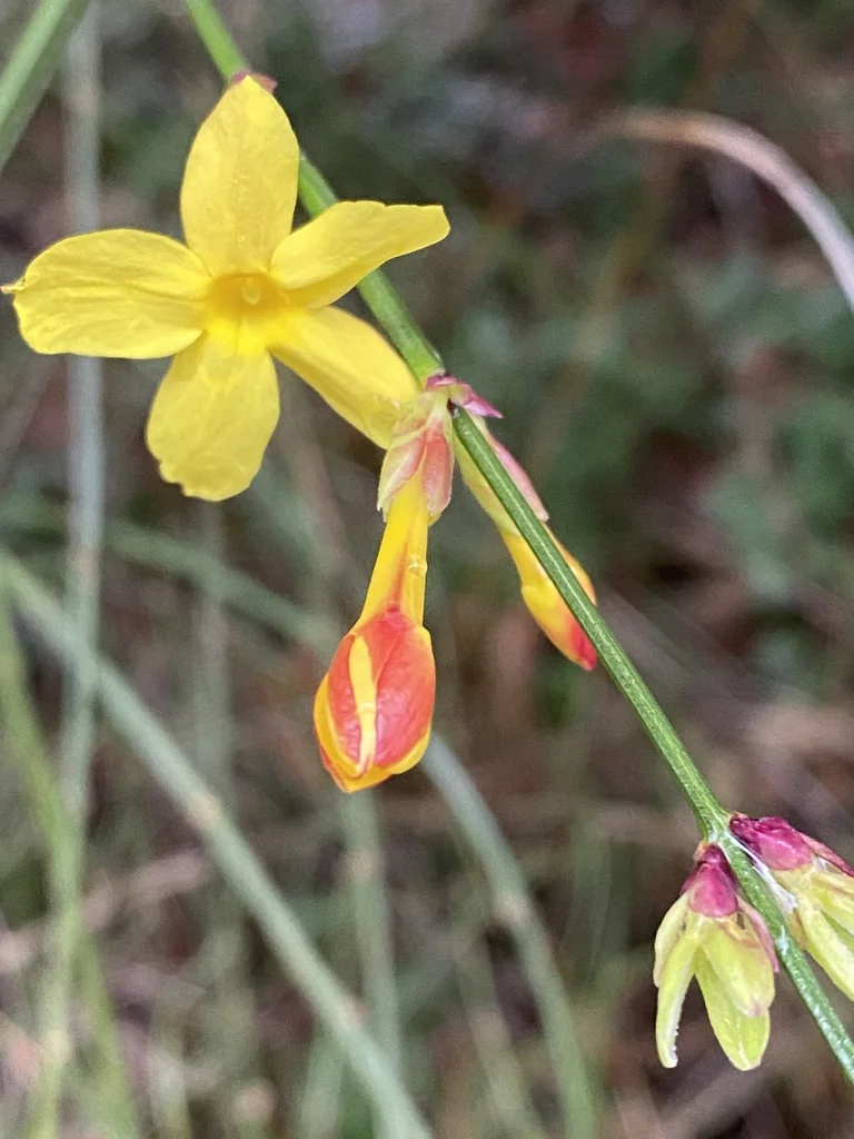 Jasminum Nudiflorum