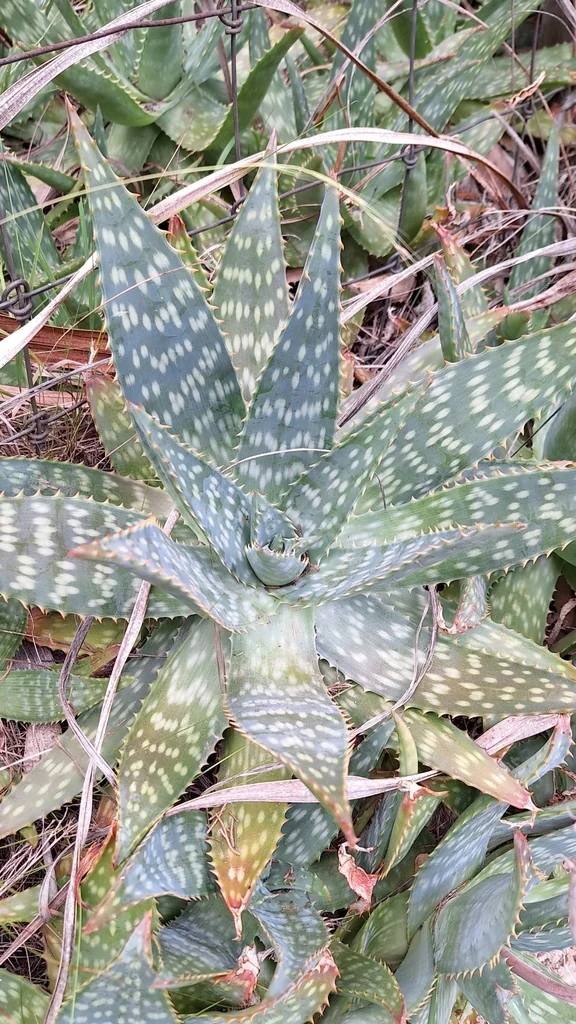 Aloe Saponaria