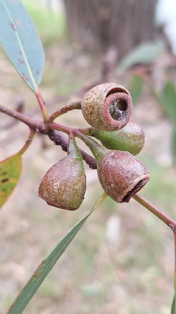 Eucalyptus Leucoxylon