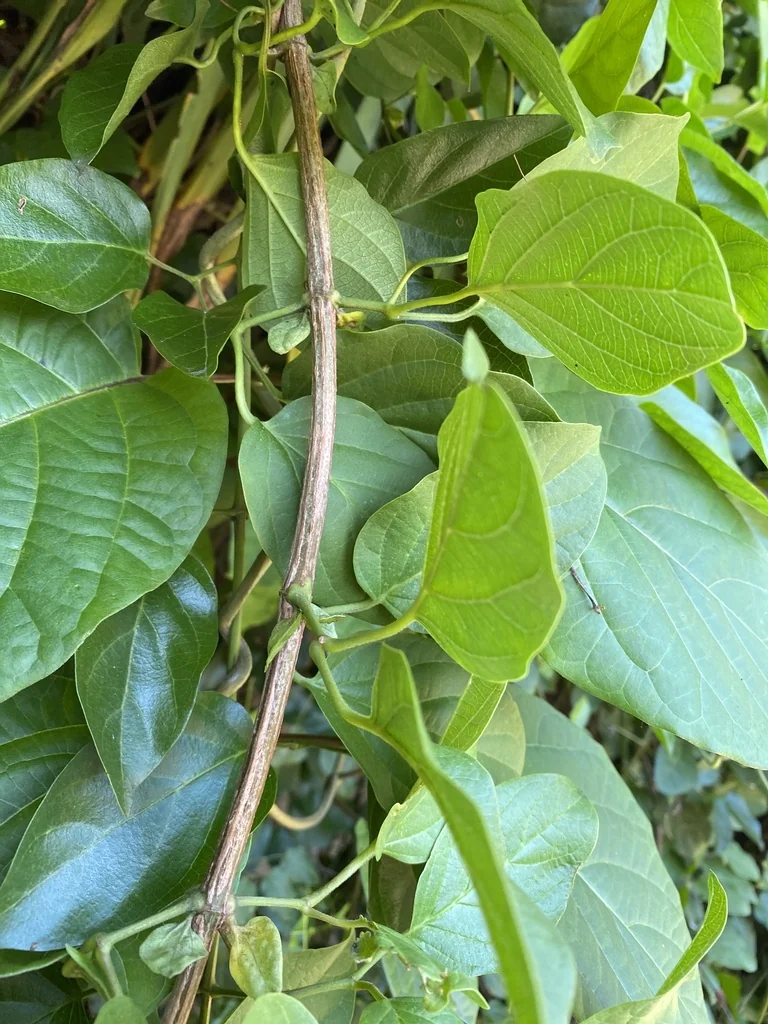 Distictis Buccinatoria