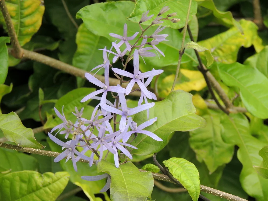 Petrea Volubilis