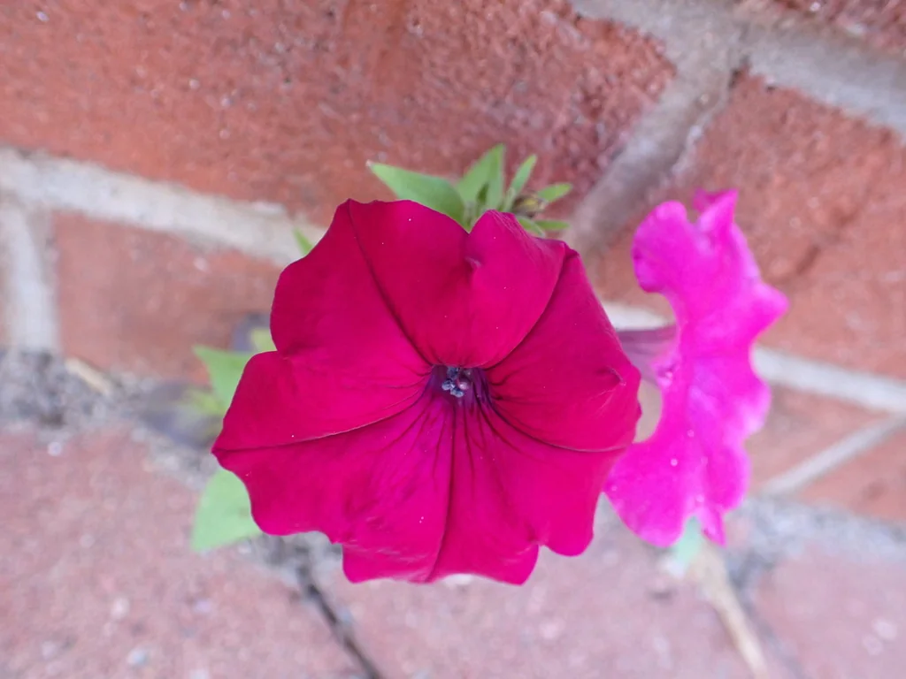 Petunia X Hybrida