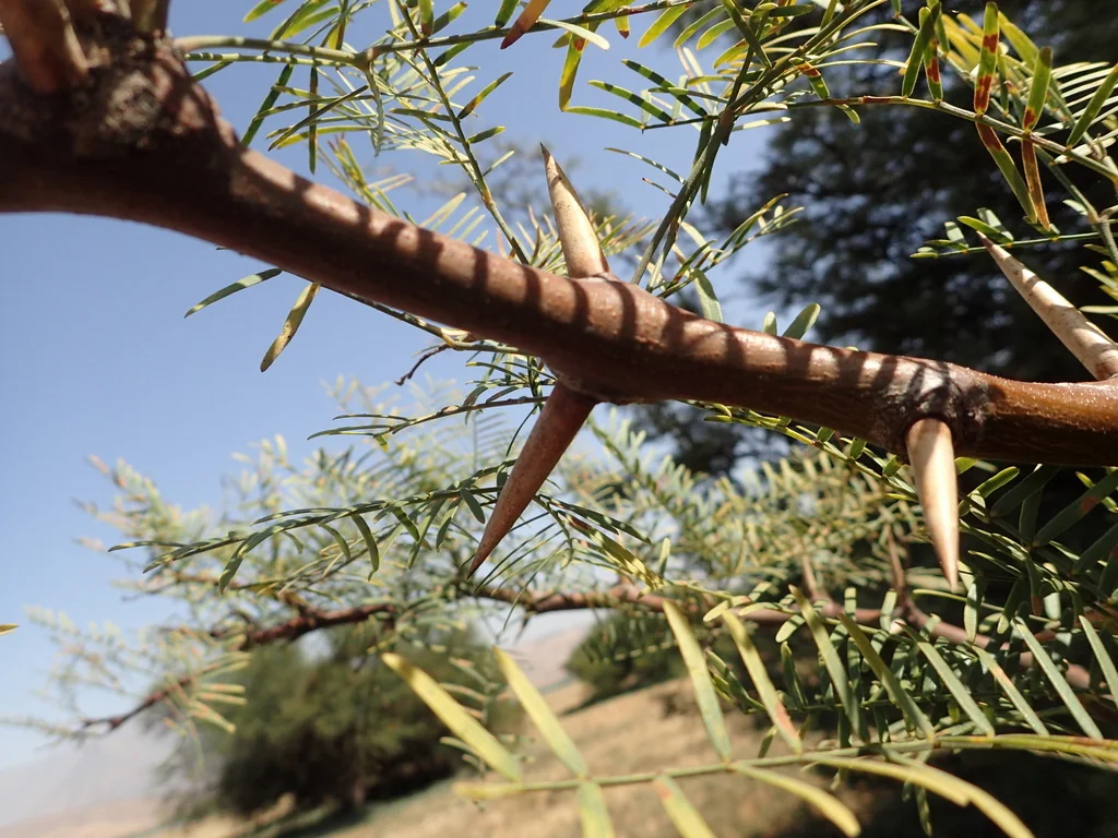 Prosopis Chilensis