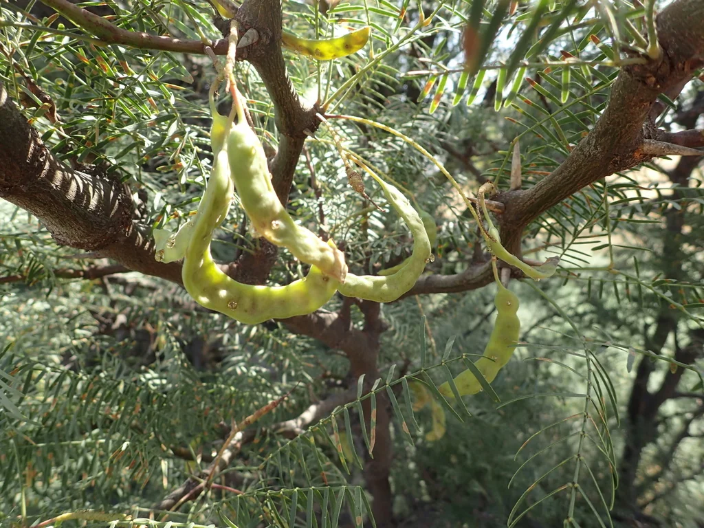 Prosopis Chilensis
