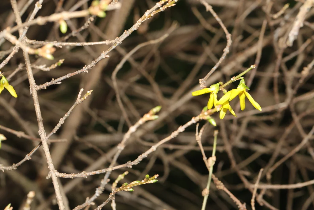 Forsythia x intermedia
