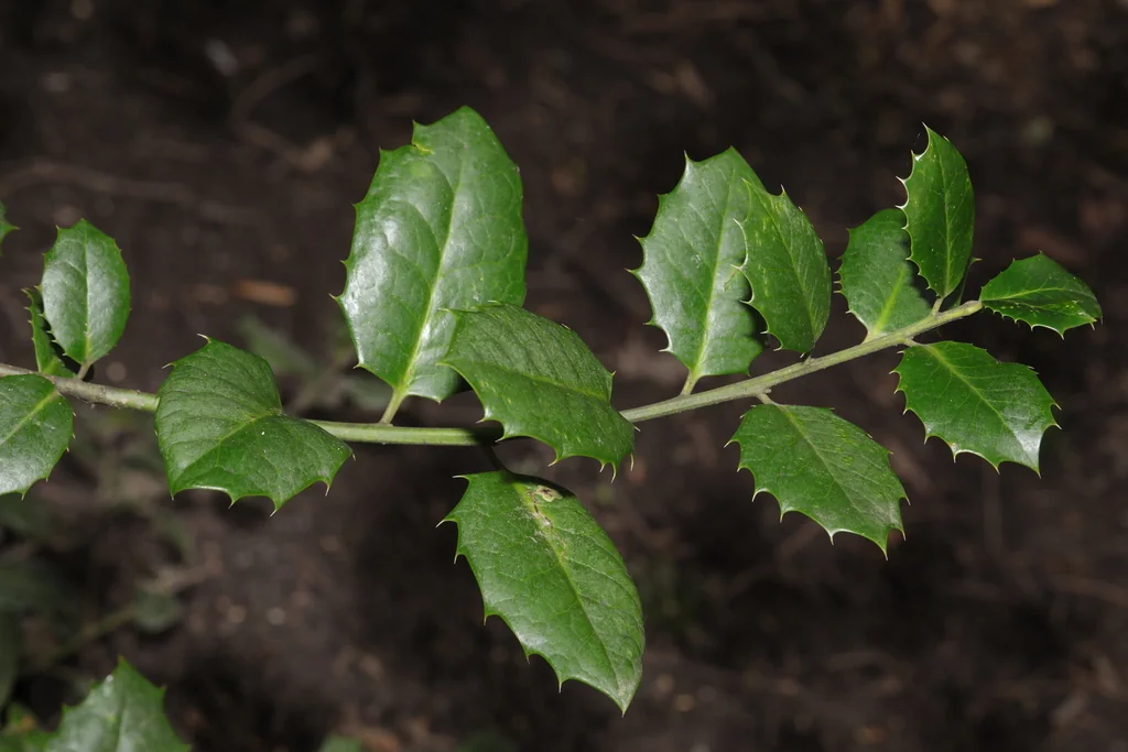Ilex X Meserveae