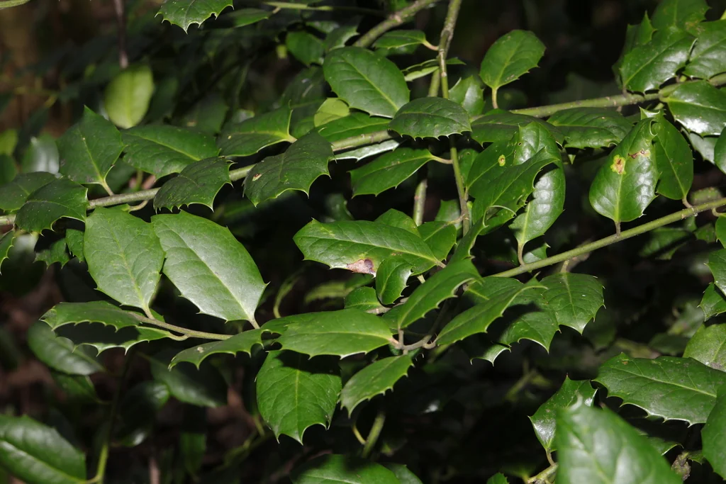 Ilex X Meserveae