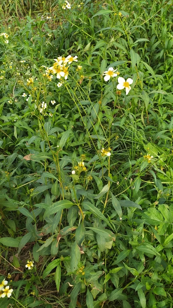 Bidens ferulifolia