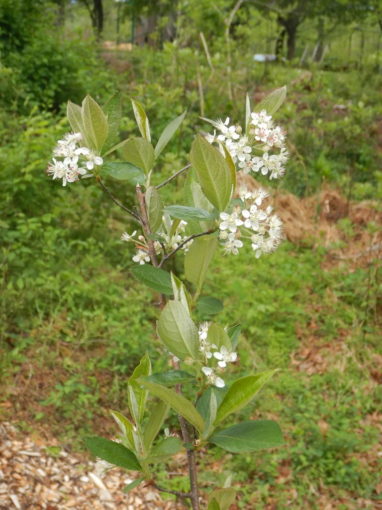 Aronia Arbutifolia
