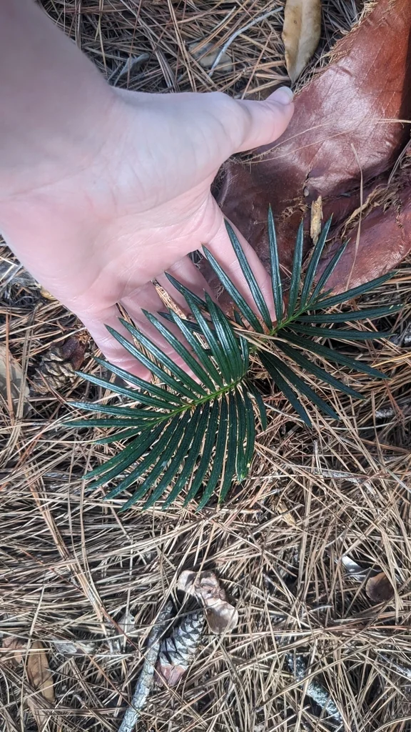 Cycas Revoluta