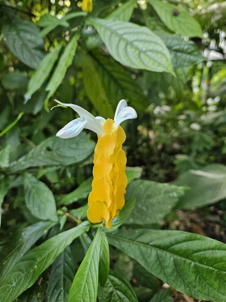 Pachystachys Lutea