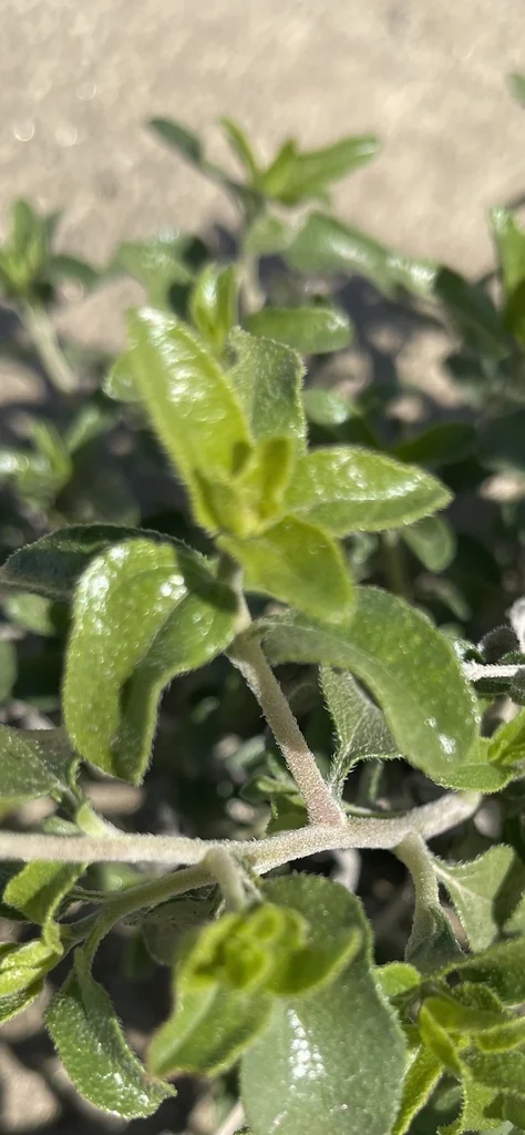 Encelia Frutescens
