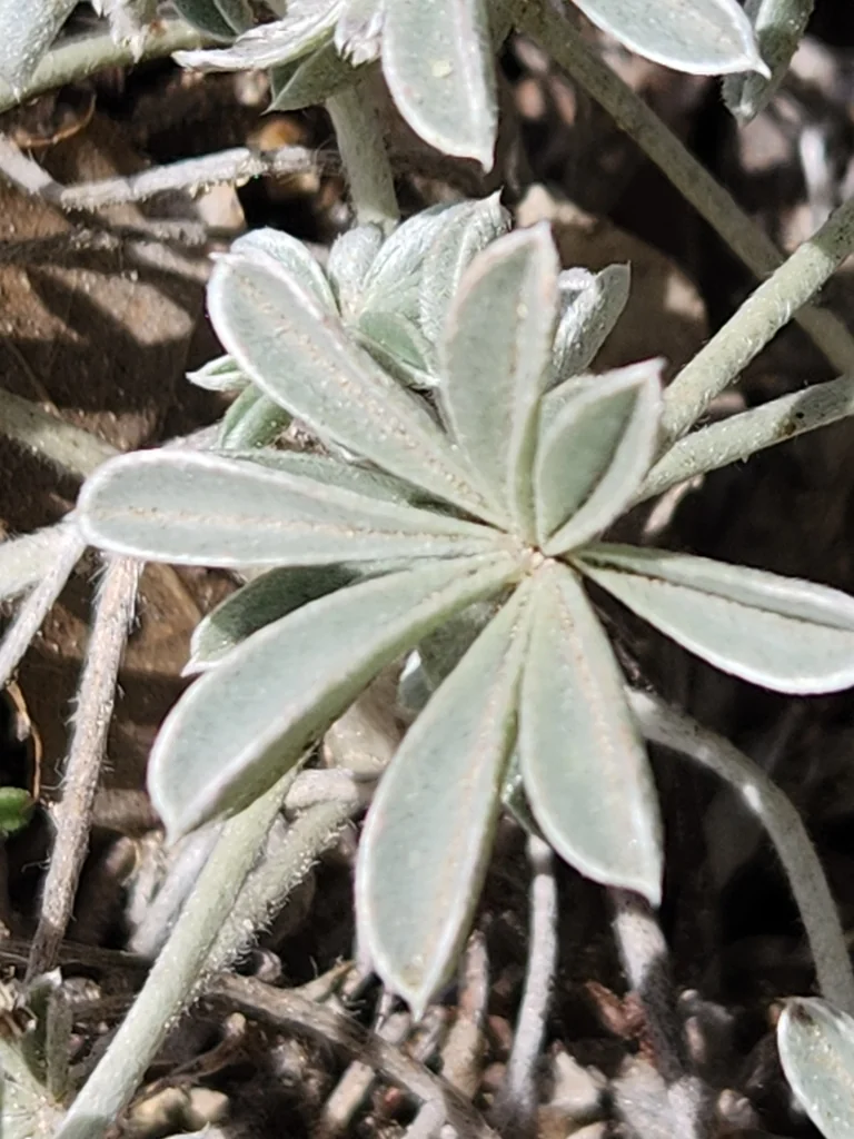 Lupinus Excubitus