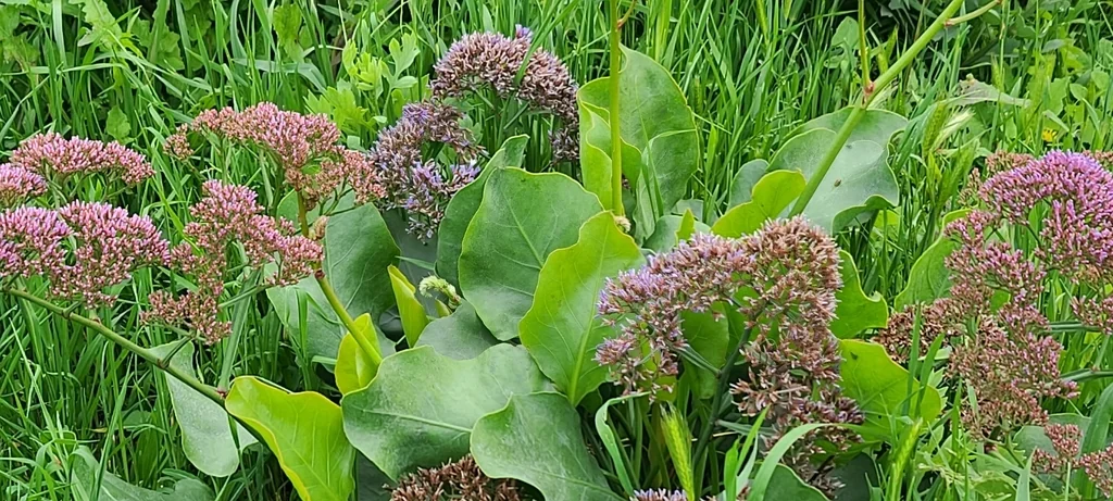 Limonium Perezii