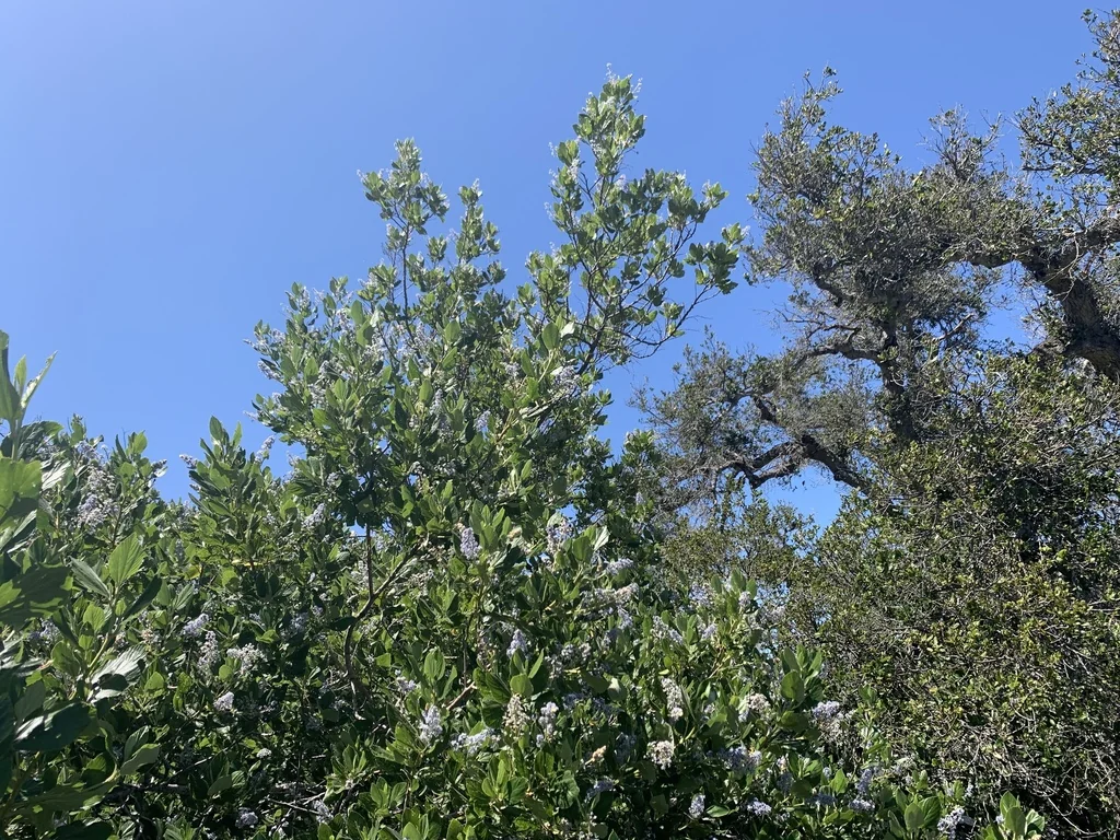 Ceanothus Arboreus