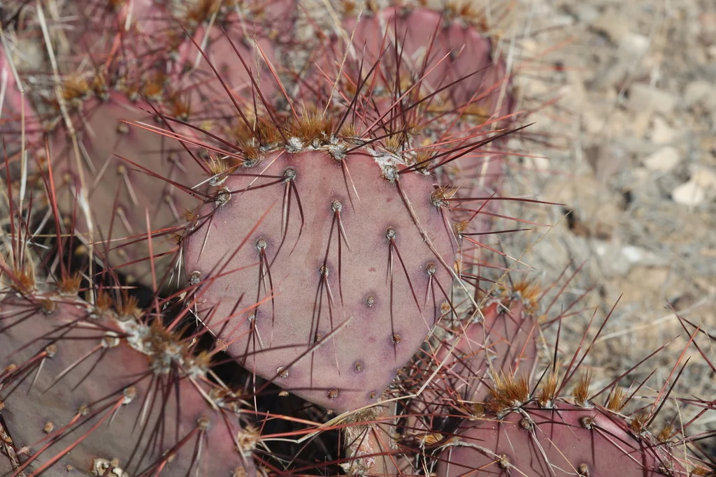 Opuntia Macrocentra