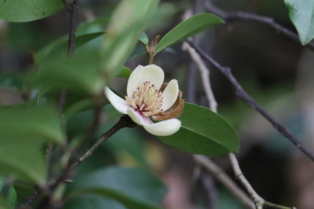 Magnolia Figo