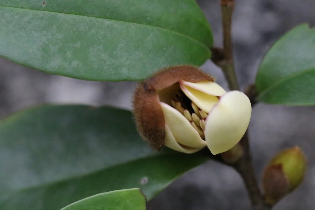 Magnolia Figo